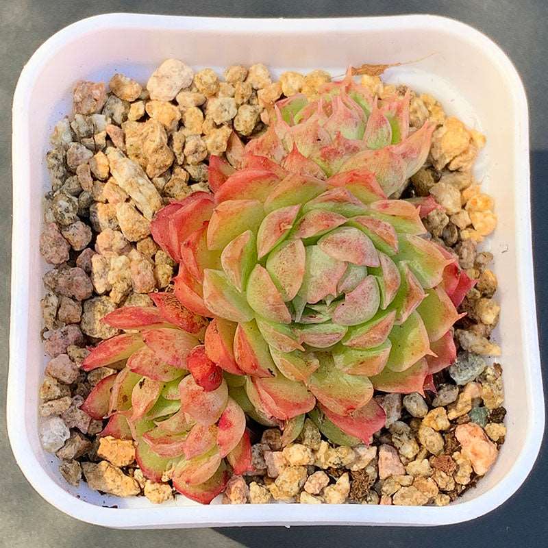 succulent_Echeveria Butterfly