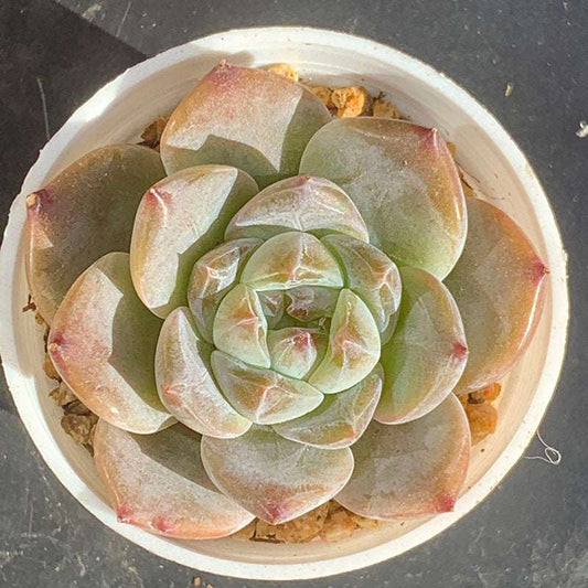 succulent_Echeveria Candy Heart