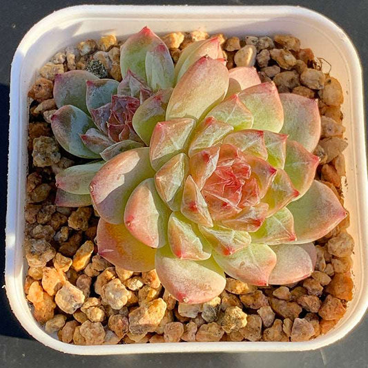 succulent_Echeveria Candy Heart