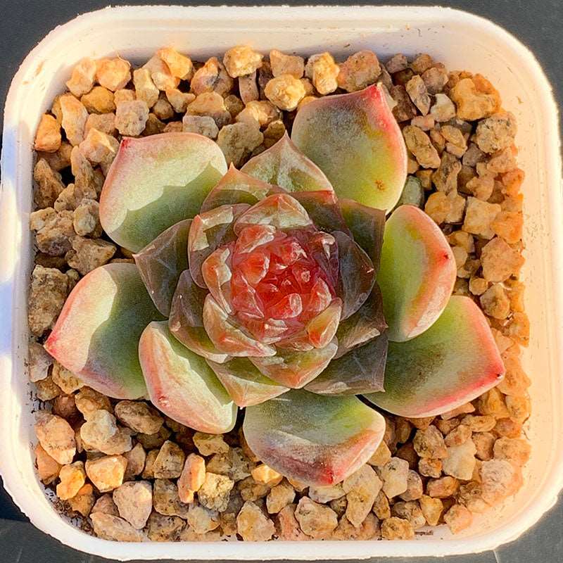 succulent_Echeveria Candy Heart