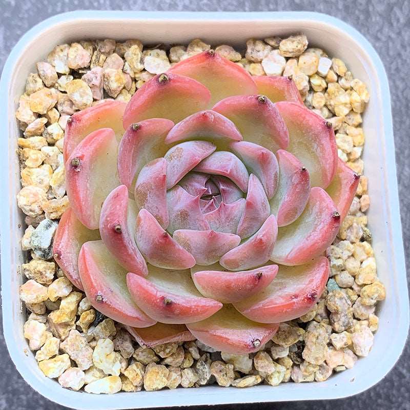 succulent_Echeveria Caroline