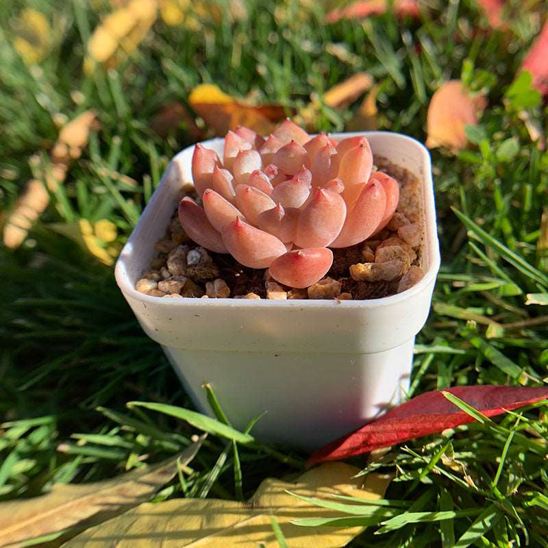 succulent_Echeveria Chania