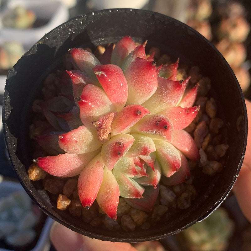 succulent_Echeveria Chihuahuaensis SP