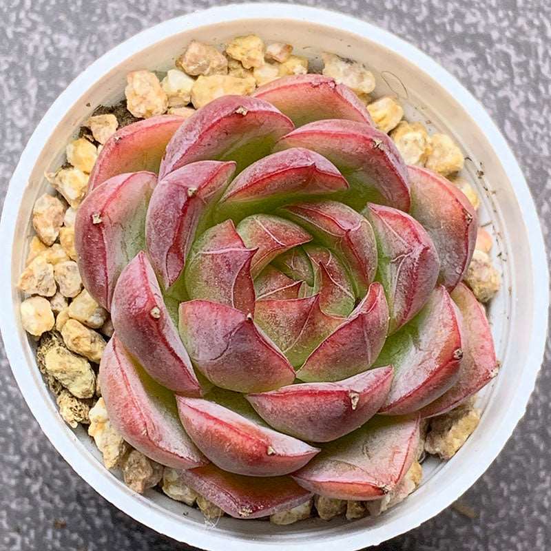 succulent_Echeveria Cranberry