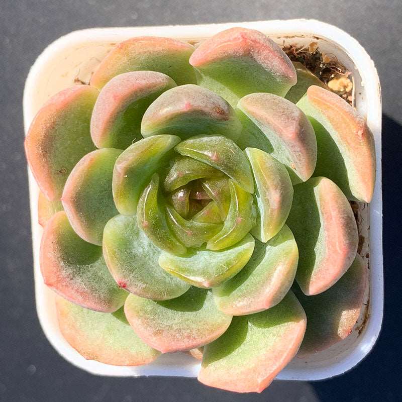 succulent_Echeveria Crystal Melt