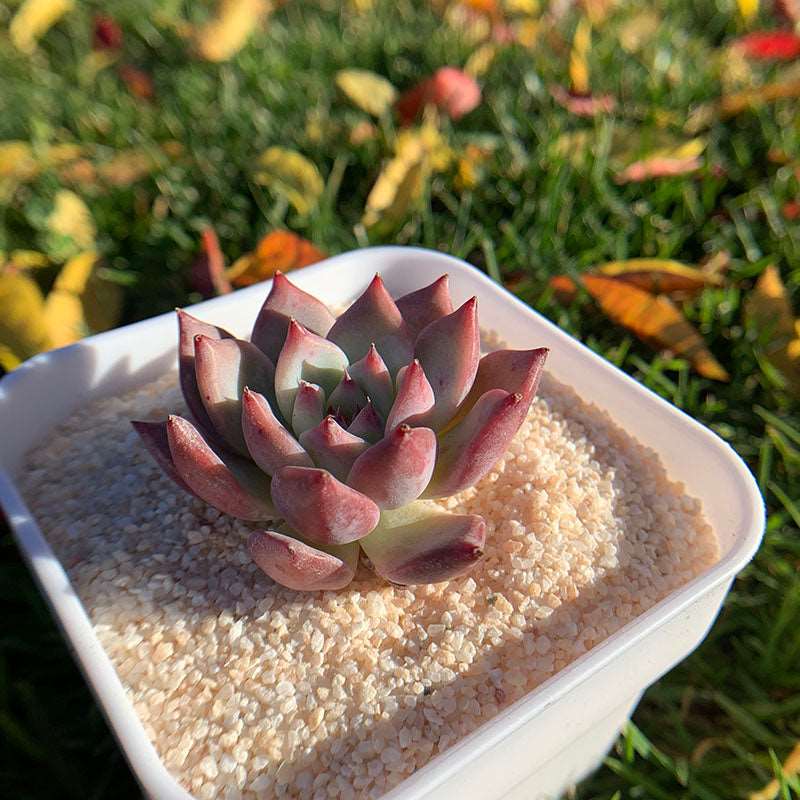 succulent_Echeveria Diamond Carolata