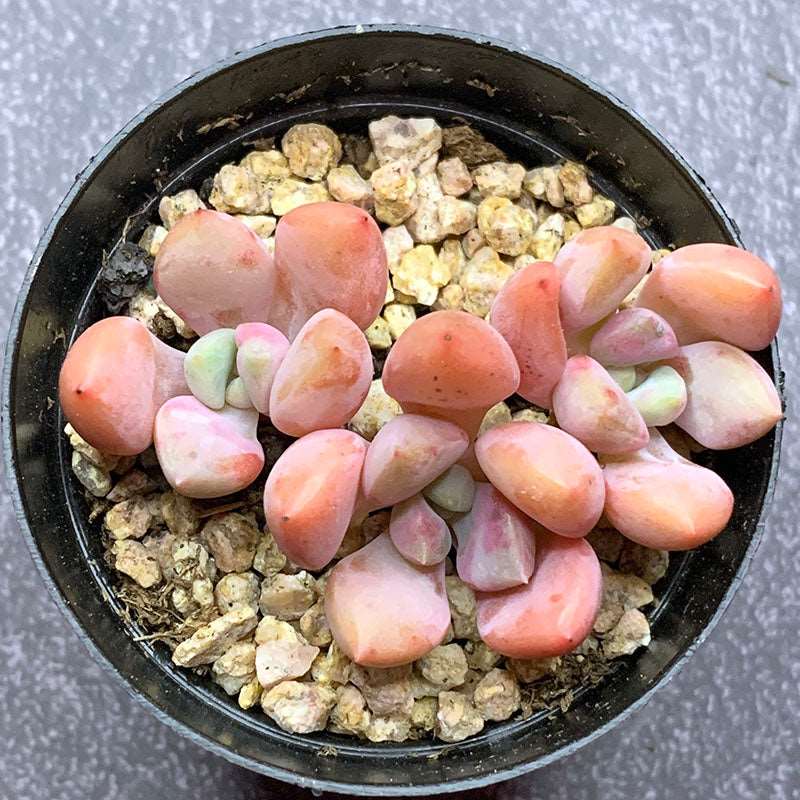 succulent_Echeveria Egret Multiheads