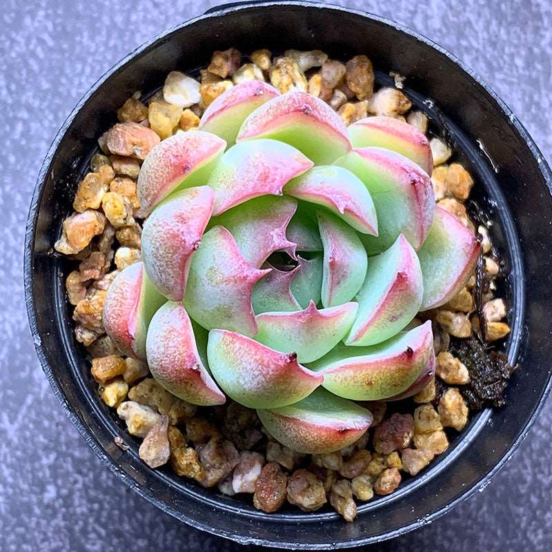 succulent_Echeveria Enchanting Fairy