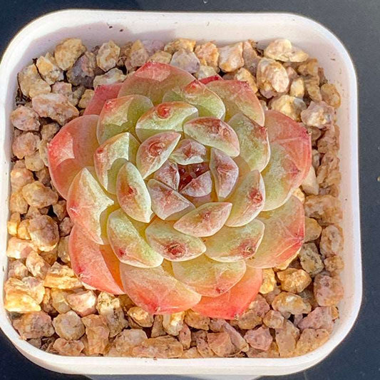 succulent_Echeveria Excellent WeiXun