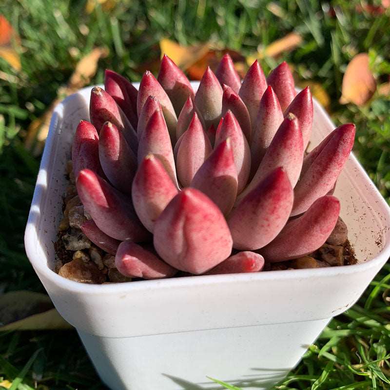 succulent_Echeveria Goldfish Hime