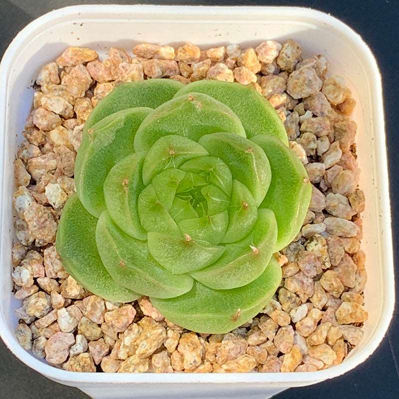 succulent_Echeveria Green Mercury