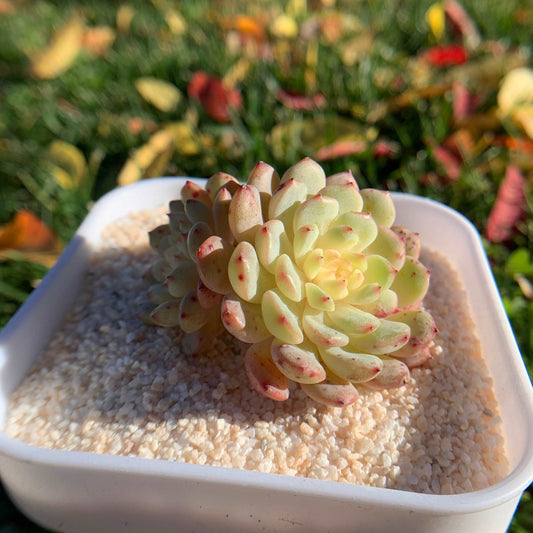 succulent_Echeveria Hani