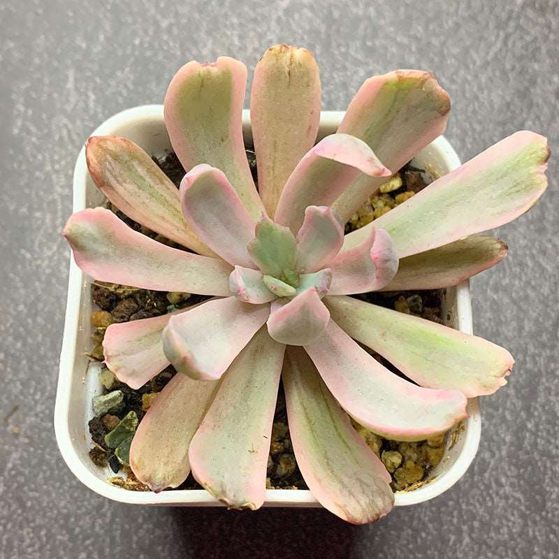 succulent_Echeveria Holwayi Variegated