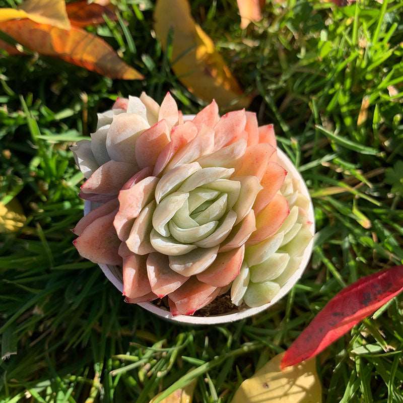 succulent_Echeveria Ice Berry Variegated