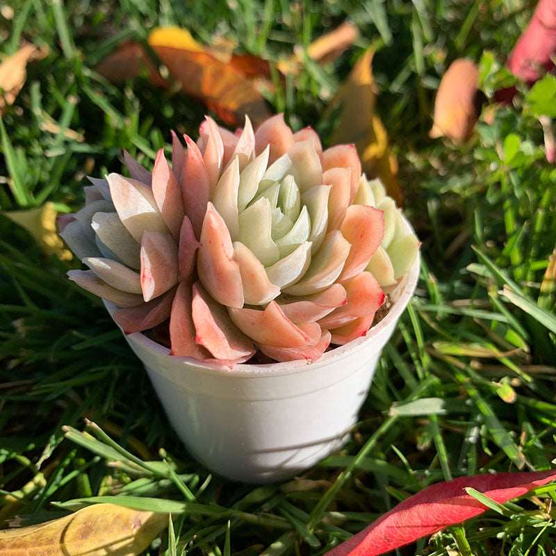 succulent_Echeveria Ice Berry Variegated