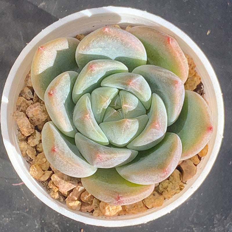 succulent_Echeveria Ice Dream