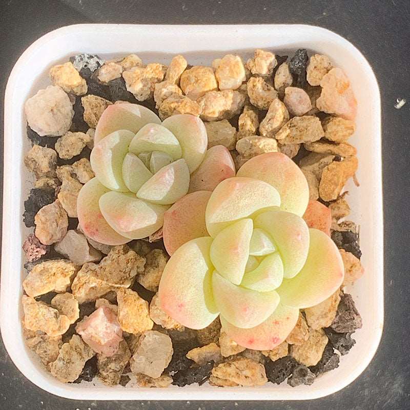 succulent_Echeveria Ice Green