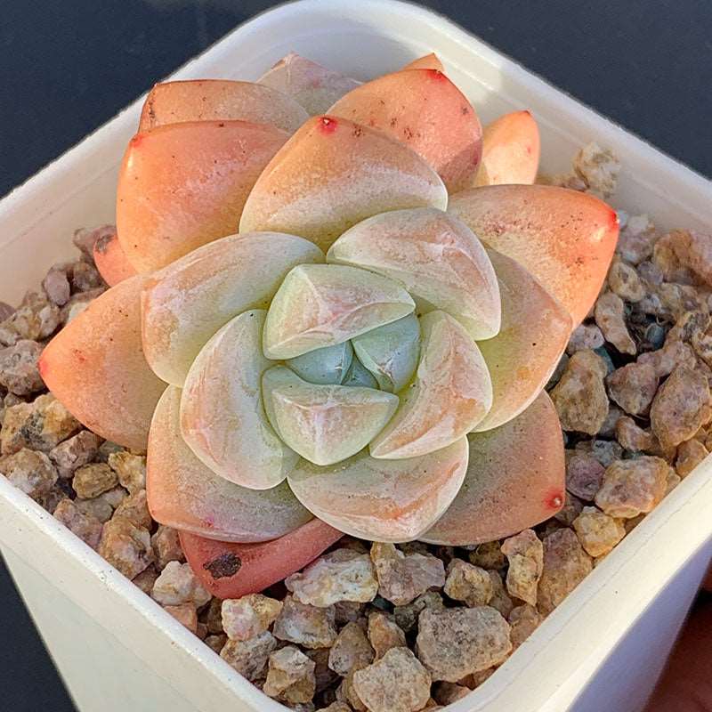 succulent_Echeveria Ice Green