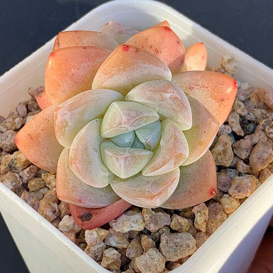 succulent_Echeveria Ice Green