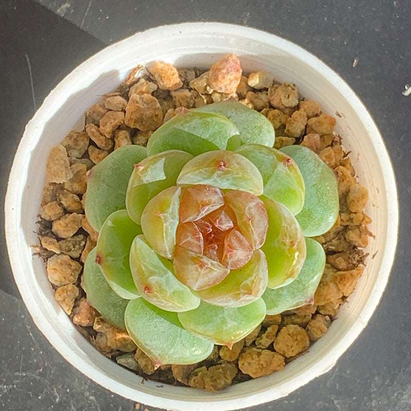 succulent_Echeveria Ice Jelly