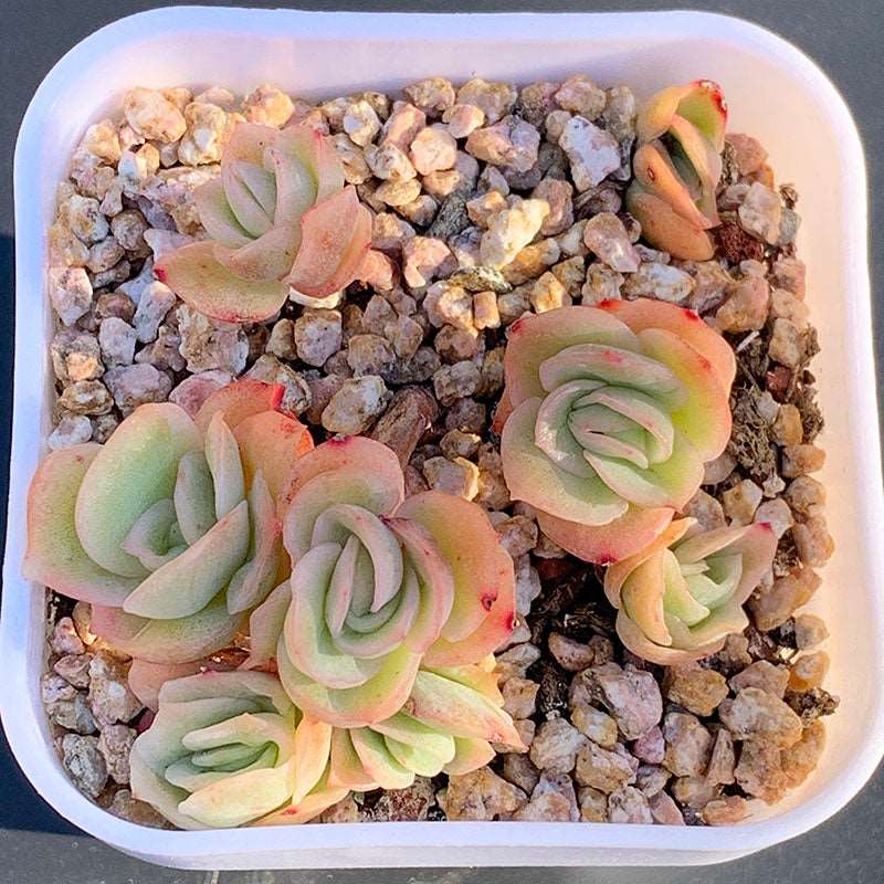 succulent_Echeveria Ice Rose Variegated