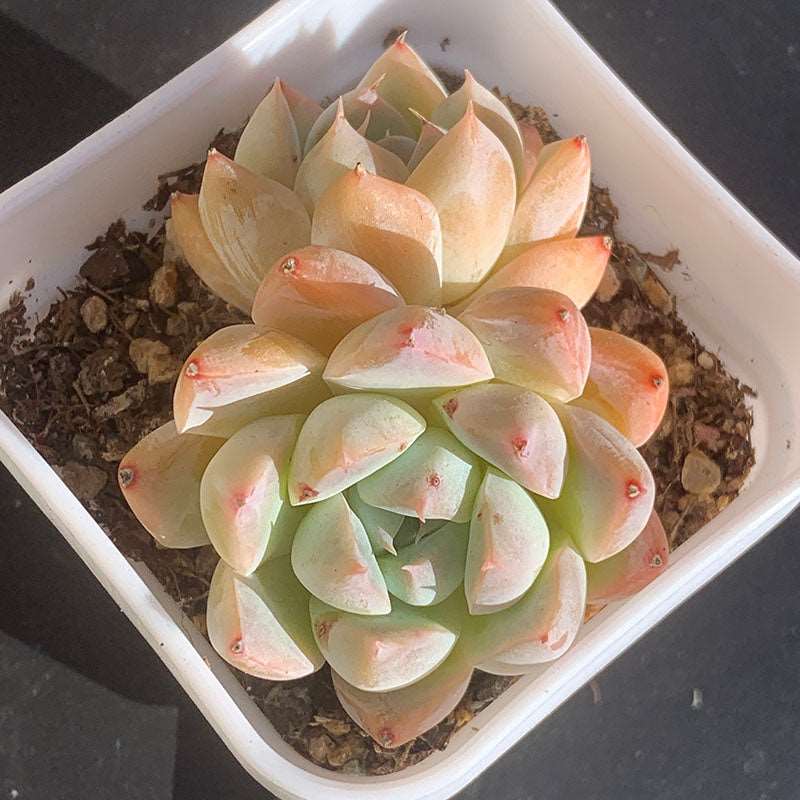 succulent_Echeveria Iceberg beauty