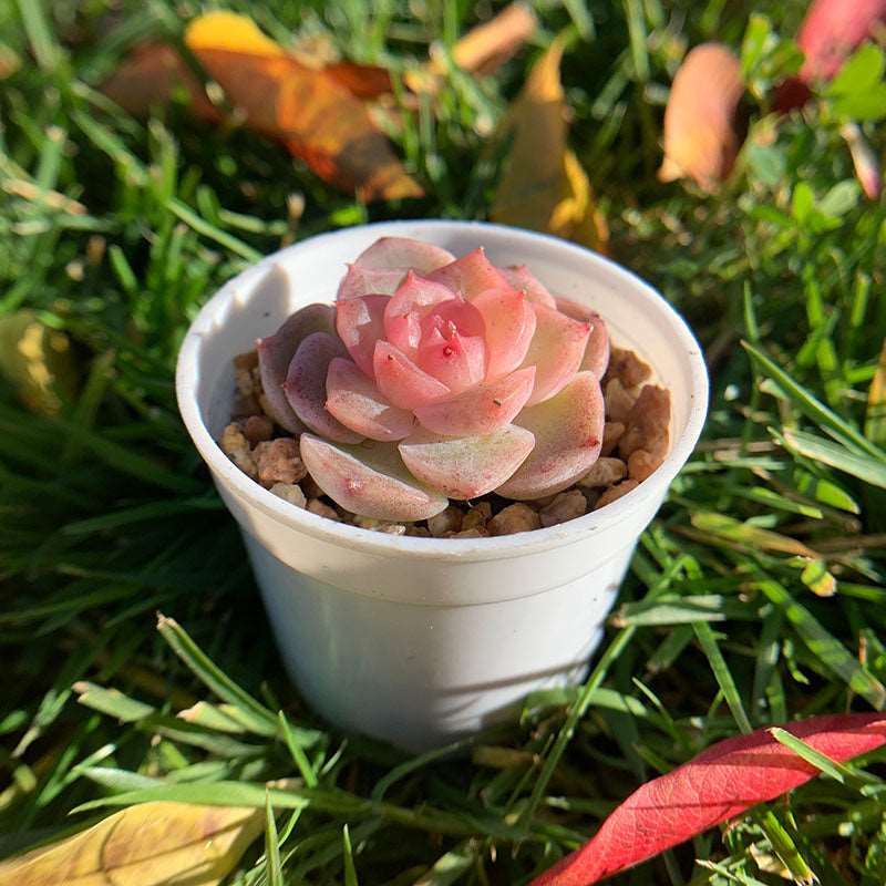 succulent_Echeveria Ice lip gloss