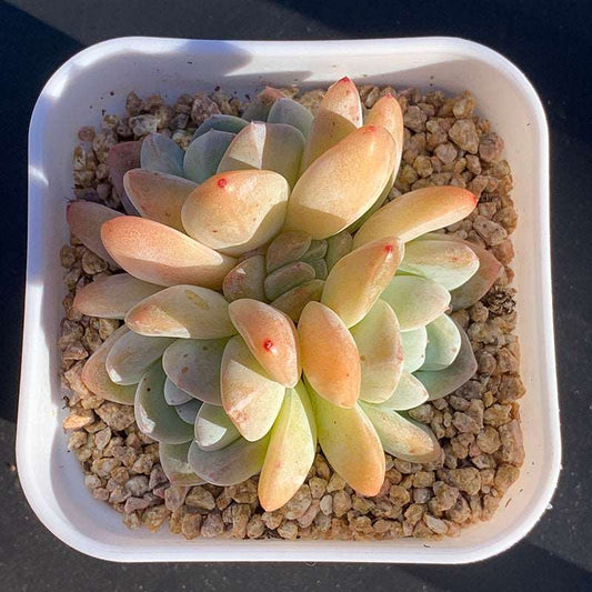 succulent_Echeveria Jade Butterfly Candy Heart