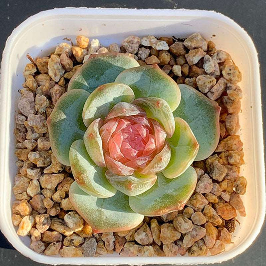 succulent_Echeveria Jam No.1