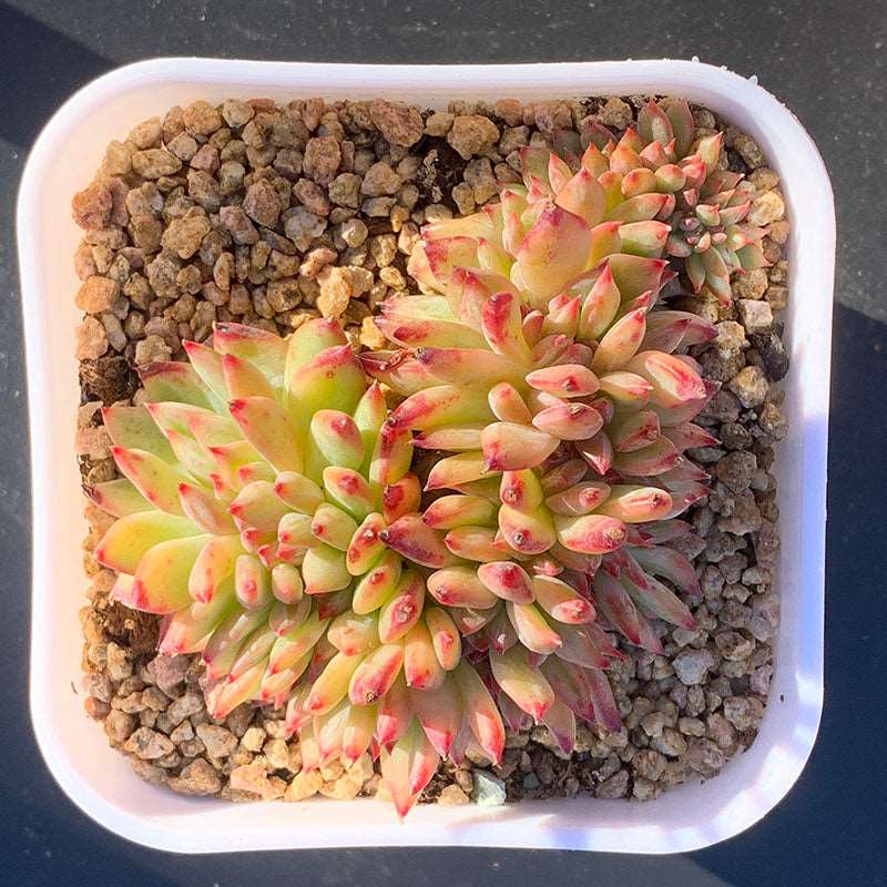 succulent_Echeveria Latam Crested