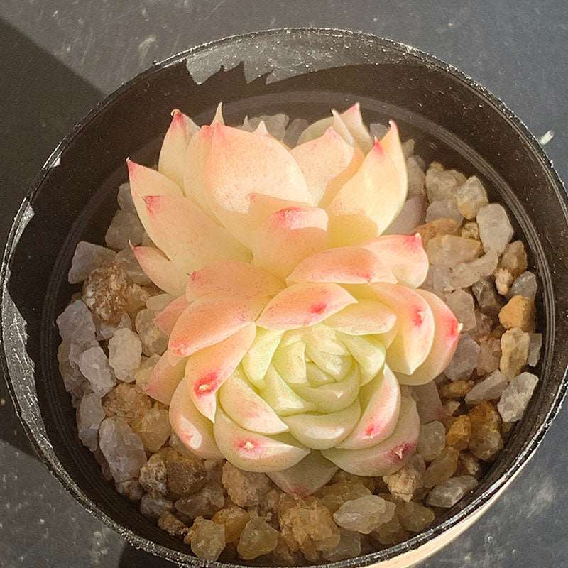 succulent_Echeveria LouTing