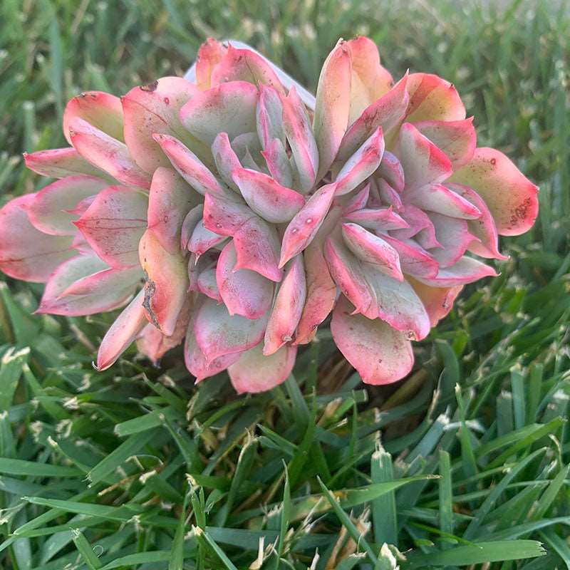 succulent_Echeveria Luella Variegated