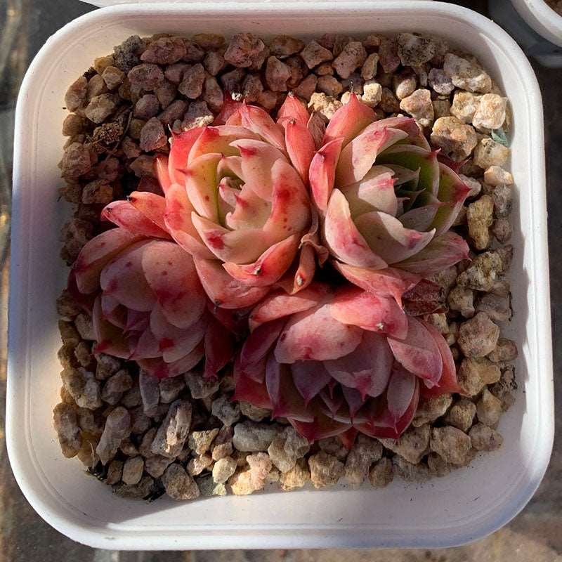 succulent_Echeveria Magenta Cluster