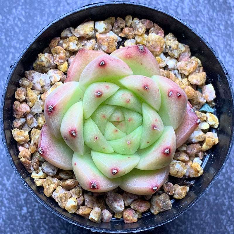 succulent_Echeveria Malgan Aquaman