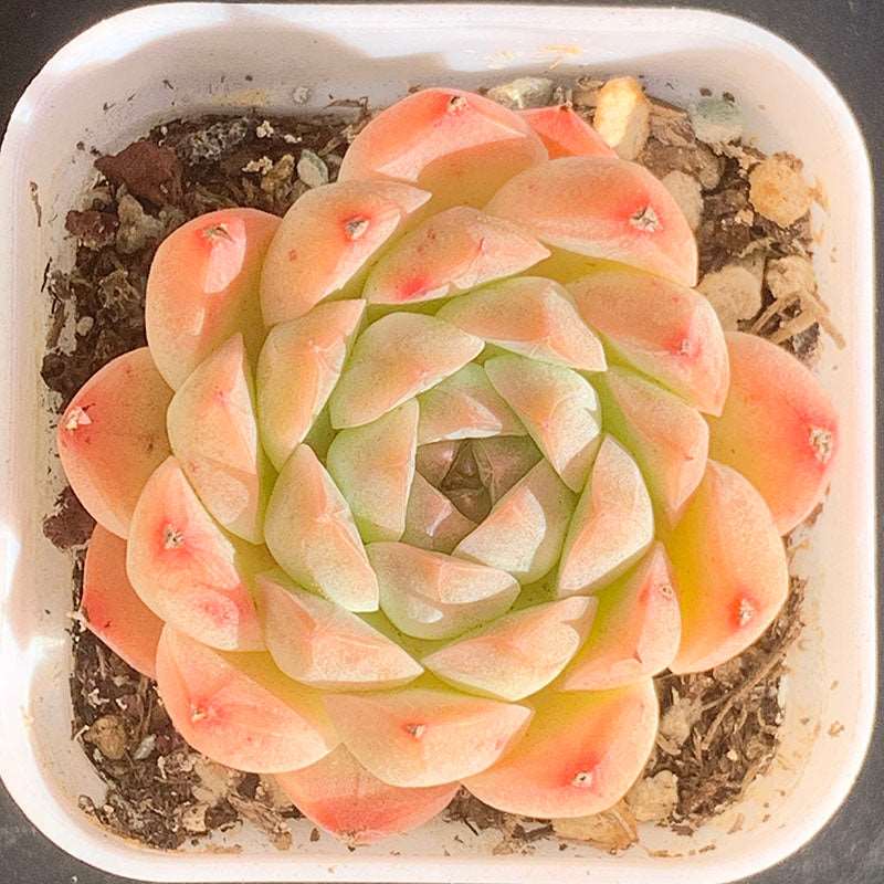 succulent_Echeveria Malgan Ling Xiao