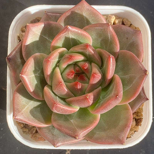 succulent_Echeveria Malgan No.016