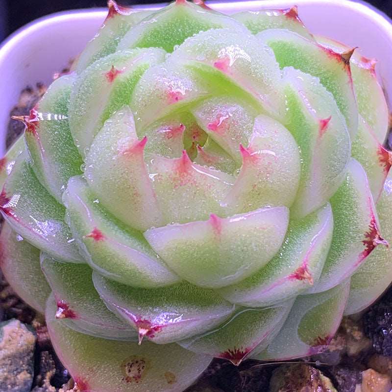 succulent_Echeveria Malgan ShanteA