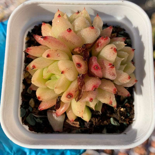 succulent_Echeveria Malgan