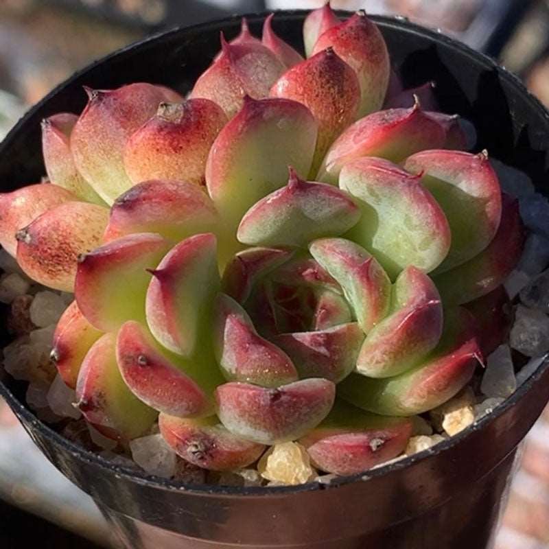 succulent_Echeveria Marcel