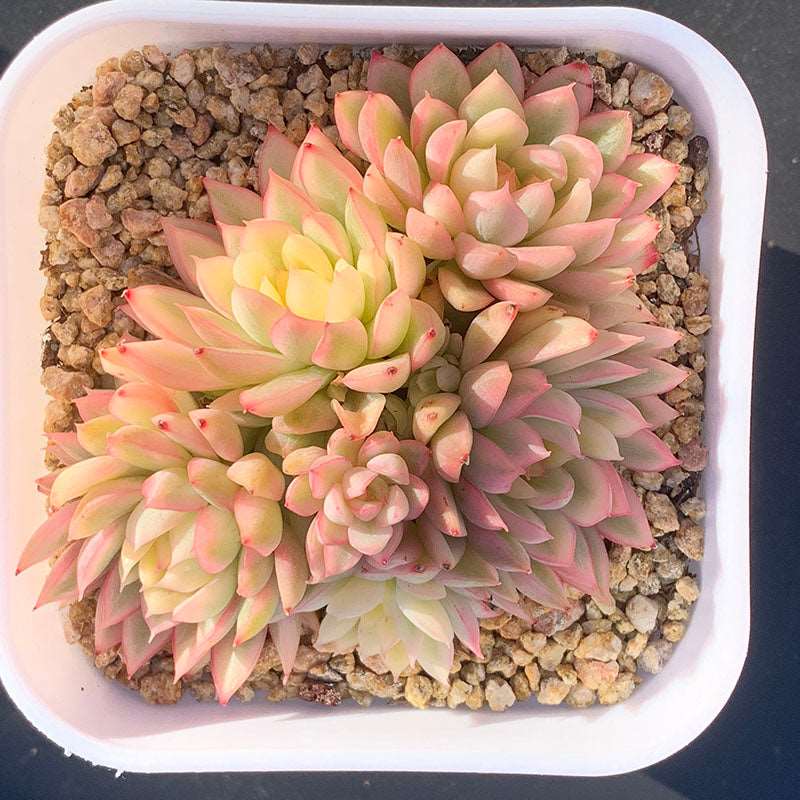 succulent_Echeveria Mebina Variegata