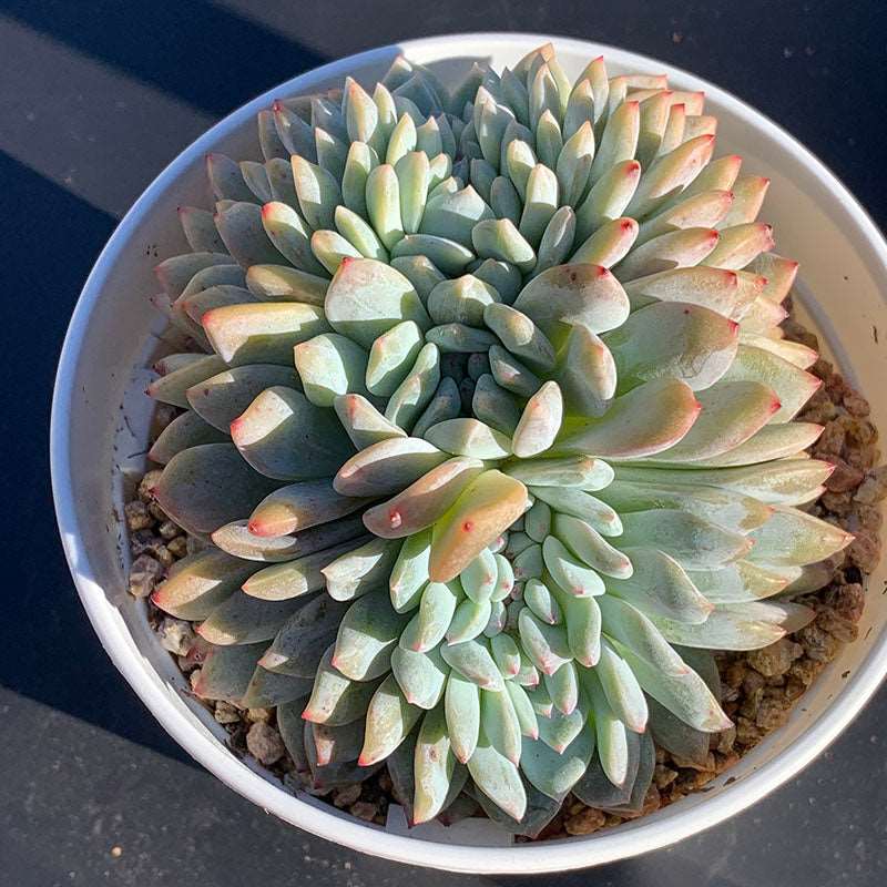 succulent_Echeveria Monroe Crested