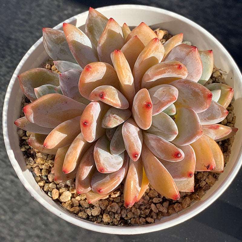 succulent_Echeveria Monroe Crested