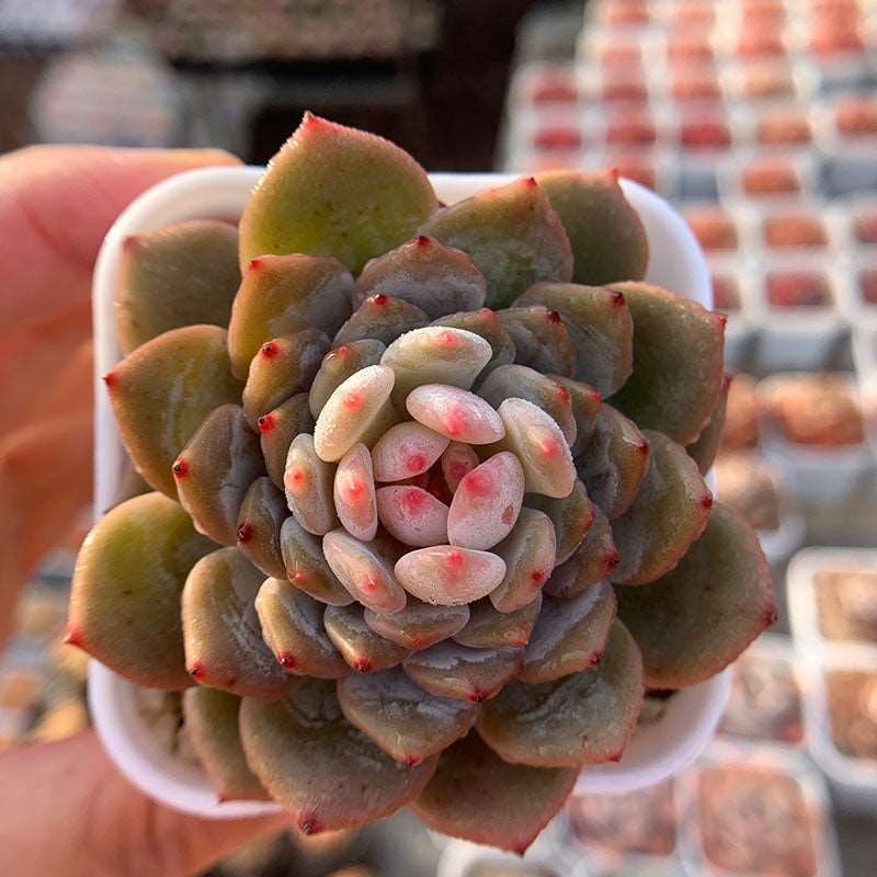 succulent_Echeveria Monroe Excellent