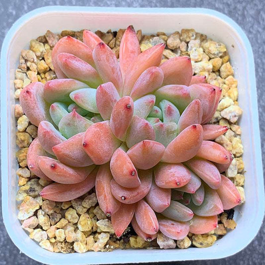 succulent_Echeveria Muyun