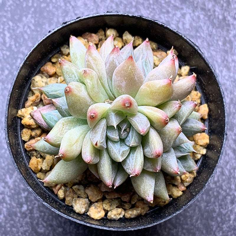 succulent_Echeveria Nebula