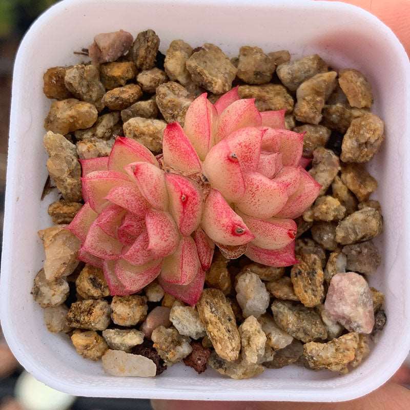 succulent_Echeveria Peach Queen