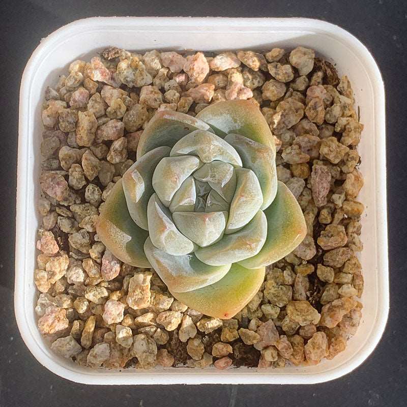 succulent_Echeveria Phantom