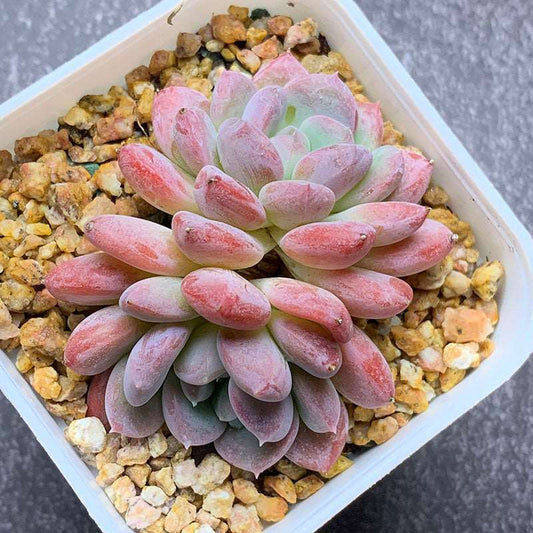 succulent_Echeveria Pink Jenny