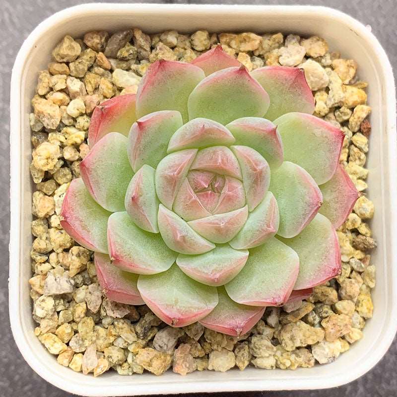 succulent_Echeveria Pink Peach