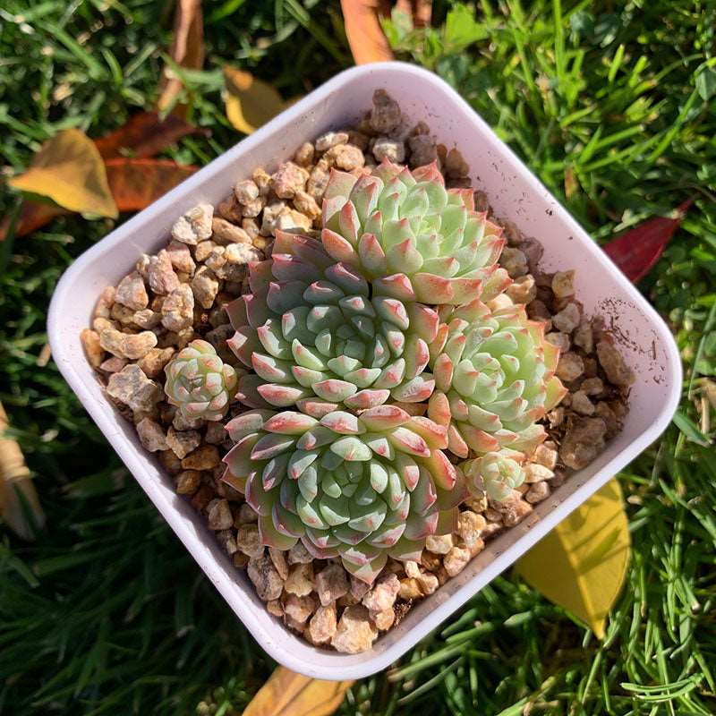 succulent_Echeveria Pinkberry